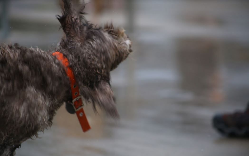 082318ho-doggie-dip-11